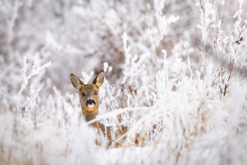 Roe deer (Capreolus capreolus) standing alert in snowy winter forest, soft brown fur, large ears, natural habitat, peaceful wildlife scene, detailed close-up, blurred background, serene moment.