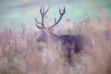 Red deer stag (Cervus elaphus) standing alert in tall grass, majestic antlers, misty meadow, soft morning light, natural habitat, wild nature, detailed fur, peaceful wildlife scene, blurred background