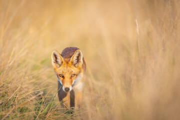 Red fox (Vulpes vulpes) standing alert in tall golden grass, intense gaze, soft sunlight, natural habitat, detailed fur, wild nature, peaceful wildlife scene, blurred background.