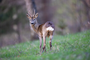 Roe deer (Capreolus capreolus) standing alert in lush green forest, soft sunlight, antlers, detailed fur, natural habitat, peaceful wildlife scene, vertical composition, blurred background.
