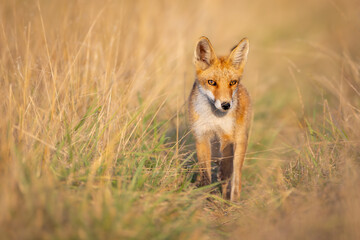 Red fox (Vulpes vulpes) standing alert in tall golden grass, intense gaze, soft sunlight, natural habitat, detailed fur, wild nature, peaceful wildlife scene, blurred background.