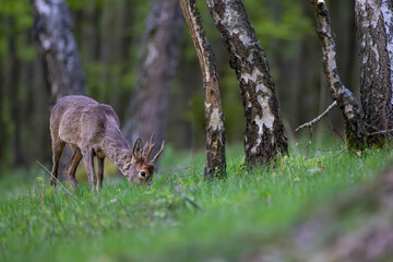 Roe deer (Capreolus capreolus) standing alert in lush green forest, soft sunlight, antlers, detailed fur, natural habitat, peaceful wildlife scene, vertical composition, blurred background.