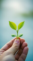 Closeup Photo Of Leaf Sprout in Hand Displaying New Green Life