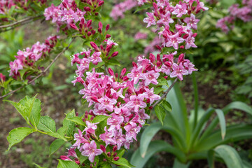 Beautiful pink flowers of weigela florida blooming in the garden.