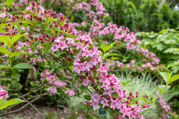 Obraz premium Beautiful pink flowers of weigela florida blooming in the garden.