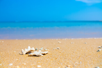 Corals on the sand on the seashore. Seascape background, sandy shore with corals and shells.