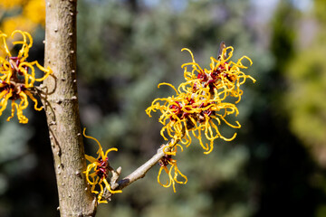 Close-up of yellow flowering Hamamelis Nina flowers blooming in a forest in early spring.