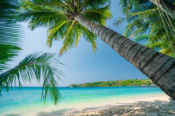 Tropical beach palm ocean