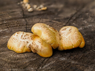 切り株に生えたマツオウジ