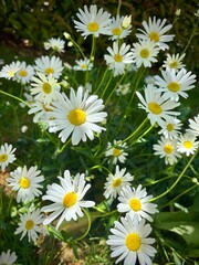 marguerites