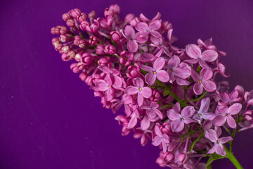 Lilac background