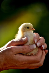 Baby chicken in hand