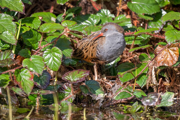 Water rail standing on a green leaved plant looking backwards in front of a pond close up