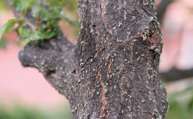 Fototapeta premium Plum aphids crawling on tree trunks. Leaf-curling aphid. Sap-sucking insects.