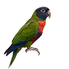 Obraz premium Vibrant Red-rumped Parrot: A Stunning Avian Portrait
