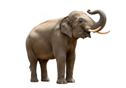 African elephant isolated on transparent background