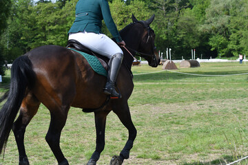 concours hippique