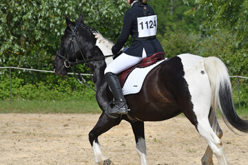concours hippique