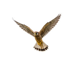 Fototapeta premium Majestic Kestrel in Flight: Powerful Bird Photography