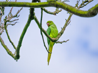 Green parrot hanging on a twig under thick branch, light blue sky in background