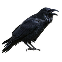 Fototapeta premium Majestic Raven: Powerful Bird Photography