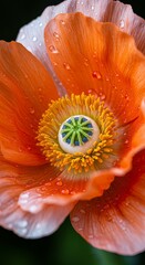 Macro Photo of a Vibrant Orange Poppy Flower with Water Droplets
