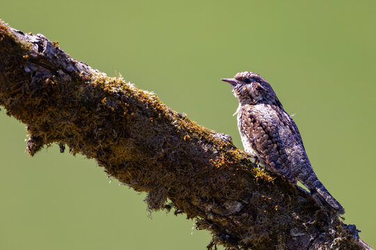 Eurasian wryneck (Jynx torquilla) perched on mossy branch, cryptic brown plumage, perfect camouflage, natural habitat, close-up, soft light, blurred green background, wild bird, peaceful scene.