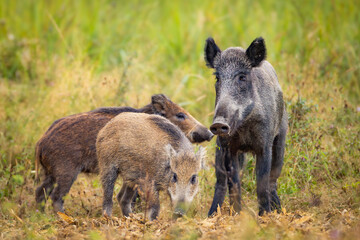 Wild boar (Sus scrofa) with piglets in tall grass, natural habitat, alert mother, striped young,...