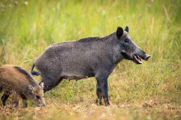 Wild boar (Sus scrofa) with piglets in tall grass, natural habitat, alert mother, striped young, spring scene, wildlife, close-up, peaceful moment, blurred background, detailed fur.