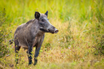 Wild boar (Sus scrofa) with piglets in tall grass, natural habitat, alert mother, striped young, spring scene, wildlife, close-up, peaceful moment, blurred background, detailed fur.