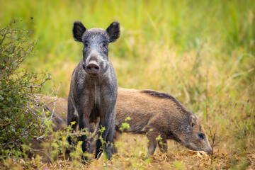 Wild boar (Sus scrofa) with piglets in tall grass, natural habitat, alert mother, striped young, spring scene, wildlife, close-up, peaceful moment, blurred background, detailed fur.