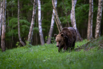 Brown bear (Ursus arctos) walking through green forest, alert expression, thick fur, natural habitat, spring, wild nature, peaceful wildlife scene, soft light, detailed close-up, birch trees.