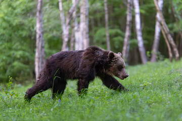 Brown bear (Ursus arctos) walking through green forest, alert expression, thick fur, natural habitat, spring, wild nature, peaceful wildlife scene, soft light, detailed close-up, birch trees.