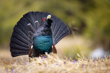 Western capercaillie (Tetrao urogallus) displaying on forest floor, fanned tail, vibrant plumage, red eyebrow, natural habitat, close-up, spring, wild bird, detailed feathers, blurred background.