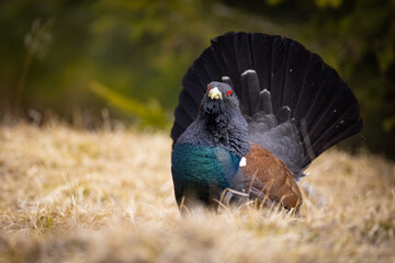 Western capercaillie (Tetrao urogallus) displaying on forest floor, fanned tail, vibrant plumage, red eyebrow, natural habitat, close-up, spring, wild bird, detailed feathers, blurred background.