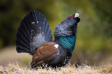 Western capercaillie (Tetrao urogallus) displaying on forest floor, fanned tail, vibrant plumage, red eyebrow, natural habitat, close-up, spring, wild bird, detailed feathers, blurred background.