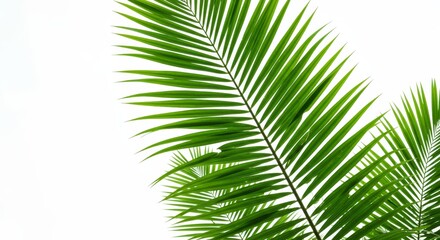 Obraz premium Palm Leaf Close Up Green Tropical Plant on White Background