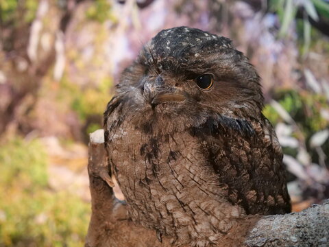 木の枝にとまる茶色いフクロウの横顔