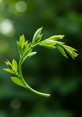 Photo Close Up Fresh Green Leaves Spring Growth Natural Light