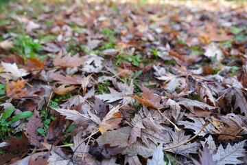 extured surface of fallen dry autumn leaves scattered across green moss and grass in soft focus view