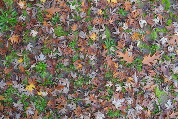 Dry autumn maple leaves covering the grassy ground in a natural forest setting, shallow depth of field