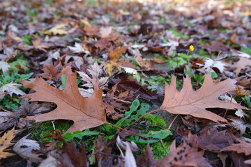 extured surface of fallen dry autumn leaves scattered across green moss and grass in soft focus view