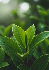 Photo Green Leaves Water Drops Macro Garden Freshness