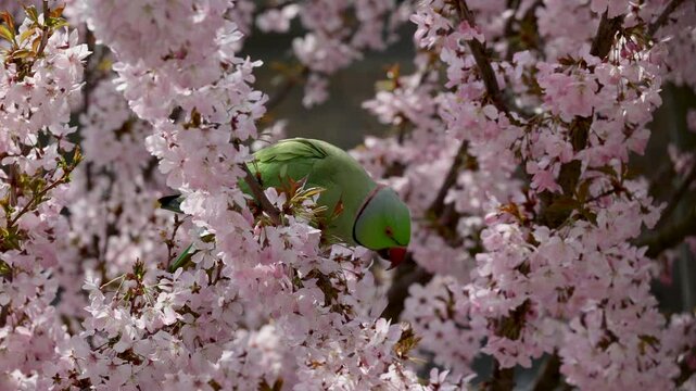 A green parrot perches on a cherry blossom branch, surrounded by delicate pink flowers, with a blurred brick wall in the background.