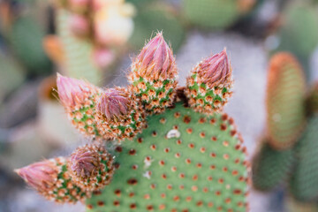 Close-up of prickly pear cactus (Opuntia) buds forming on green pads