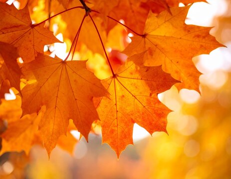 Bright orange maple leaves glowing in the autumn sunlight