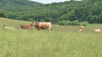 Fototapeta premium Curious cow on spring pasture in tall grass looking forward, other cows spread feeding and lying around. Broadleaf forest in background, spring partially cloudy skies. 