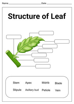 Structure of leaf anatomy worksheet for class 