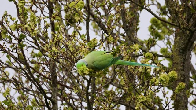 A vibrant green parakeet with a red beak is perched on a leafy tree branch, foraging among fresh spring leaves and blossoms in a peaceful natural setting.