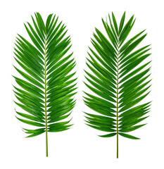 Vibrant Green Palm Tree Leaves with Intricate Patterns and Texture, Isolated on Transparent Background
